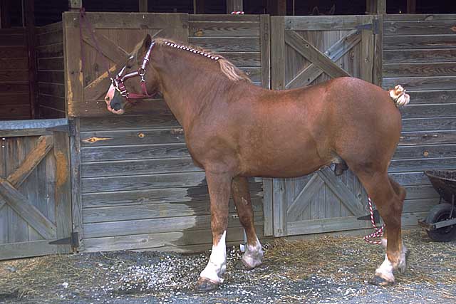 BELGIAN